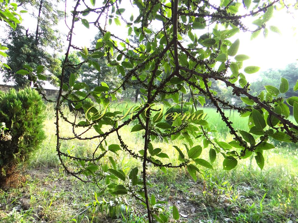  Branches bearing hypanthodia